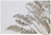 Snowy Pampas 1